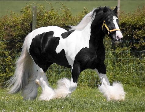 If you are looking for your &x27;Heart Horse&x27; look no further. . Gypsy vanner